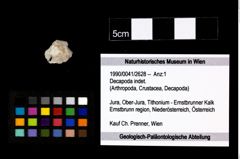 Foto (Objekt + Etikett) von Decapoda indet.  (NHMW-GEO-1990-0041-2628)